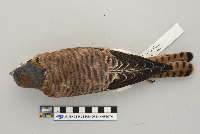 Falco sparverius image