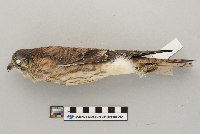 Falco sparverius image