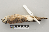 Falco sparverius image