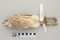 Falco sparverius image