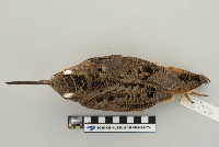 Scolopax minor image