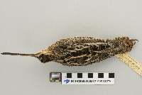Gallinago gallinago image