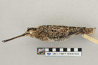 Gallinago gallinago image