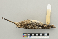 Gallinago gallinago image