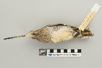 Gallinago gallinago image
