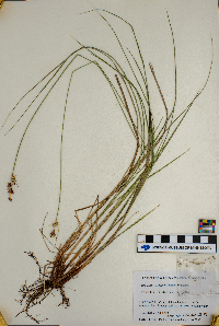 Carex buxbaumii image
