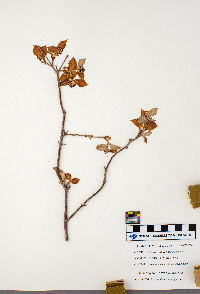 Viburnum rafinesquianum image