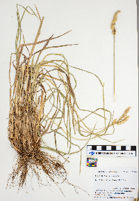 Dactylis glomerata image