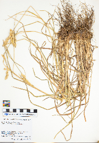 Dactylis glomerata image