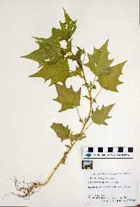 Chenopodium simplex image