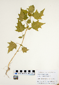Chenopodium simplex image