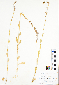 Lobelia spicata image