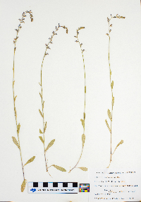 Lobelia spicata image