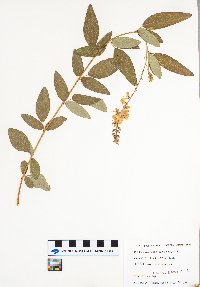 Desmodium canadense image