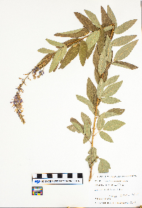 Desmodium canadense image