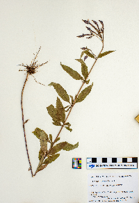 Verbena hastata image