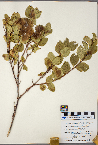 Symphoricarpos occidentalis image