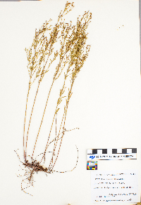 Lechea intermedia image