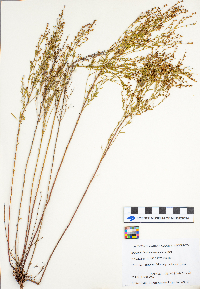 Lechea intermedia image