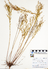 Lechea intermedia image