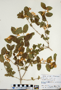 Lonicera x bella image