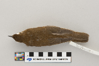 Catharus fuscescens image