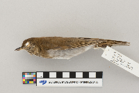 Catharus fuscescens image