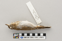 Catharus fuscescens image