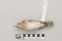 Catharus fuscescens image