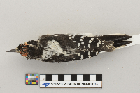 Picoides villosus image