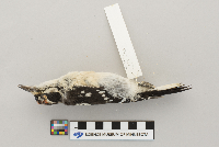 Picoides villosus image