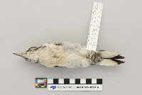 Picoides villosus image