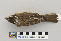 Pheucticus ludovicianus image