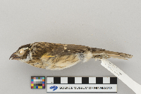 Pheucticus ludovicianus image