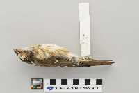 Pheucticus ludovicianus image
