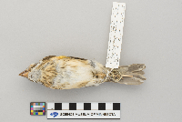 Pheucticus ludovicianus image