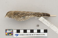 Carpodacus mexicanus image