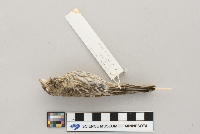 Carpodacus mexicanus image