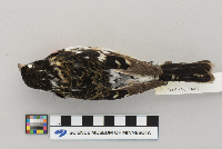 Pheucticus ludovicianus image