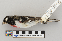 Pheucticus ludovicianus image