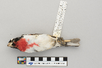 Pheucticus ludovicianus image