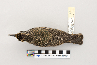 Sturnus vulgaris image