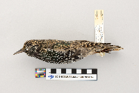 Sturnus vulgaris image