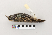Sturnus vulgaris image