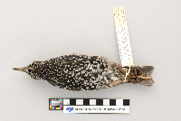 Sturnus vulgaris image