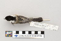 Poecile atricapillus image