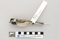 Poecile atricapillus image
