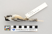 Poecile atricapillus image