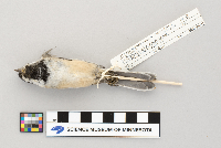 Poecile atricapillus image