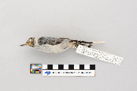 Sitta carolinensis image